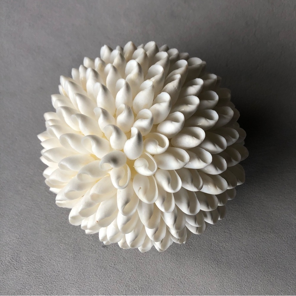 Seashell Decor ~ 5.5” ~ White